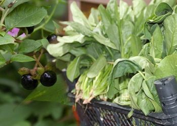 Güzelavrat 1 ayda 30 kişiyi zehirledi