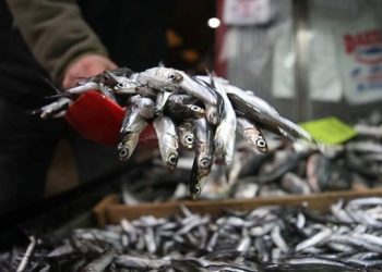 Hamsi soğuğu bekliyor