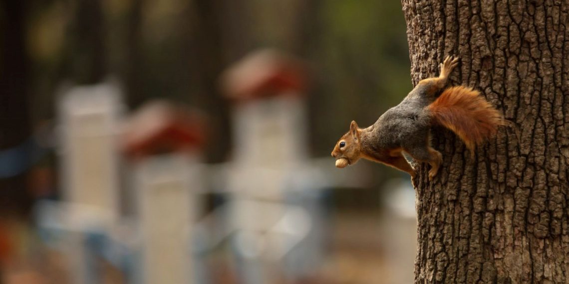 Japonya yüzlerce sincabı itlaf etmeye karar verdi