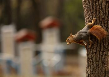 Japonya yüzlerce sincabı itlaf etmeye karar verdi