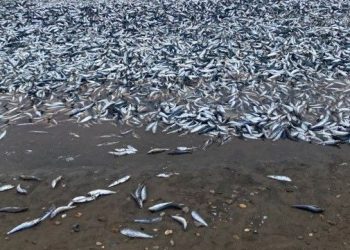 Japonya’da binlerce balık kıyıya vurdu
