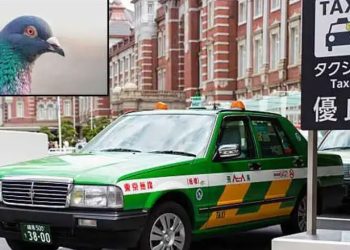 Japonya’da bir güvercini taammüden ezip öldüren taksici tutuklandı