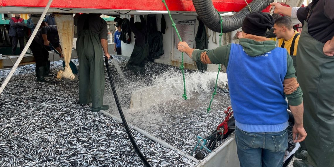 Karadeniz’de hamsi bolluğu