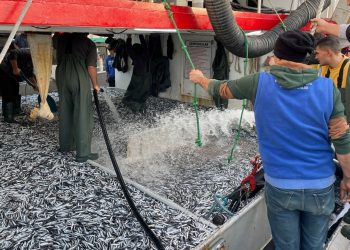 Karadeniz’de hamsi bolluğu