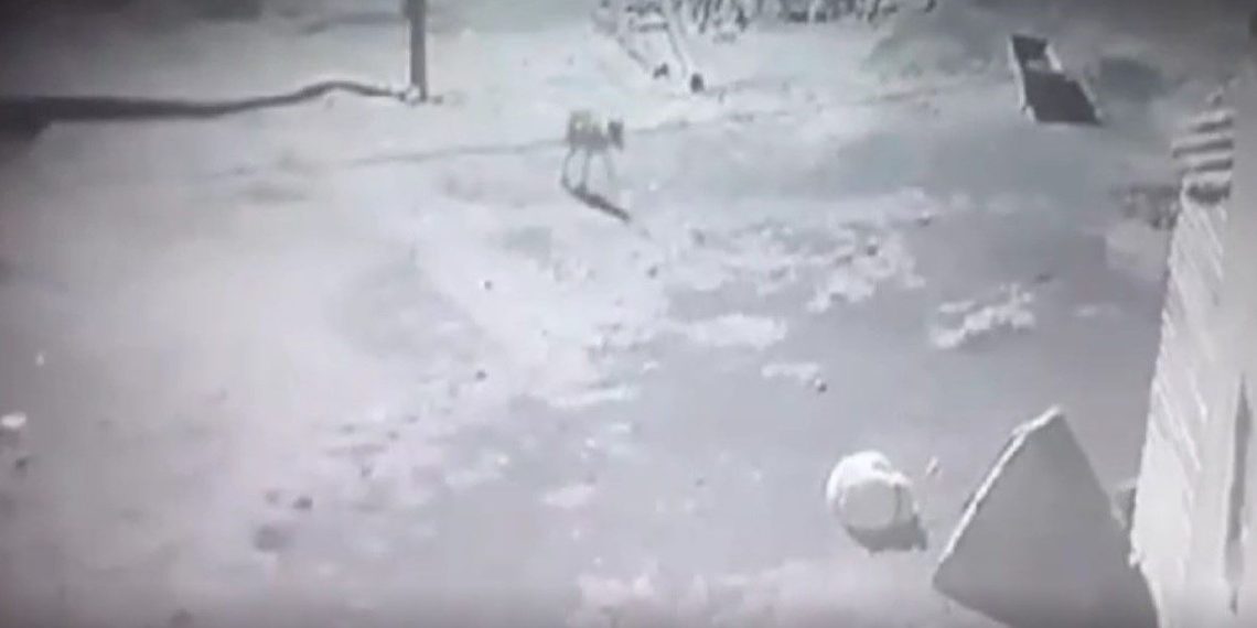 Kars’ta aç kalan kurt, köpeği götürdü