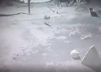 Kars’ta aç kalan kurt, köpeği götürdü