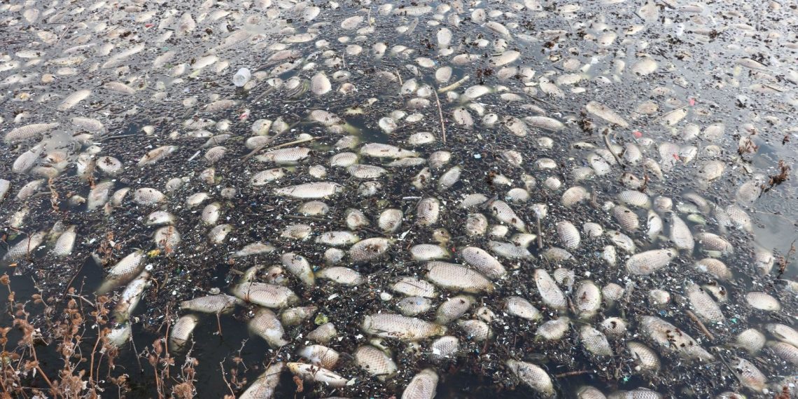 Kayacık Barajı’ndaki balık vefatlarına inceleme