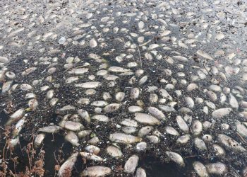 Kayacık Barajı’ndaki balık vefatlarına inceleme