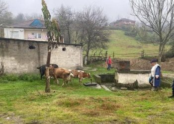 Kayıp büyükbaş hayvanlar sahibine teslim edildi