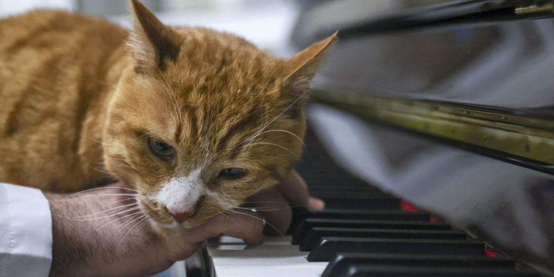 Kedilerin gerilimini kliniğine aldığı piyanoyla azaltıyor