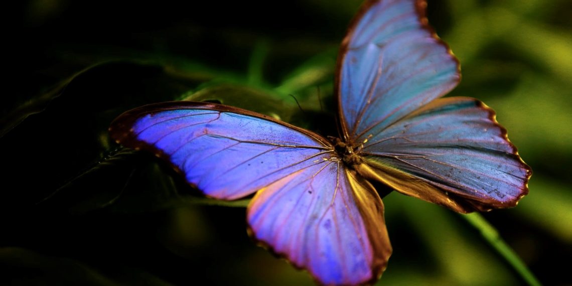 Kelebek Bahçesi 30 bin kelebek ile Şebiarus için süslendi