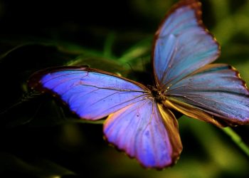 Kelebek Bahçesi 30 bin kelebek ile Şebiarus için süslendi