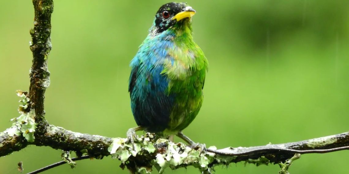 Kolombiya’da “yarısı erkek, yarısı dişi” olan mutant kuş fotoğraflandı