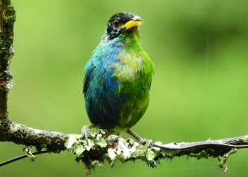 Kolombiya’da “yarısı erkek, yarısı dişi” olan mutant kuş fotoğraflandı