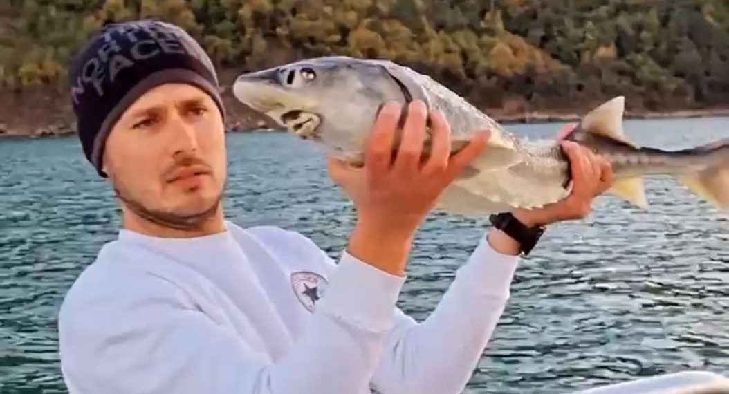 Kuşağı tükenme tehlikesi altında olan balığı denize saldı