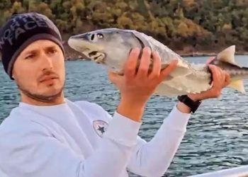 Kuşağı tükenme tehlikesi altında olan balığı denize saldı