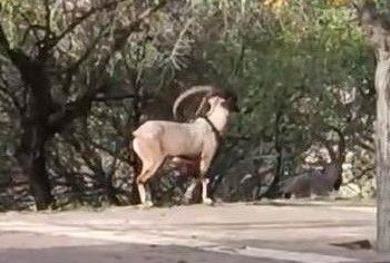 Kuşağı tükenme tehlikesinde: Kente kadar indirler