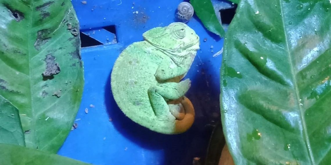 Mandalina kasasında bukalemun buldu