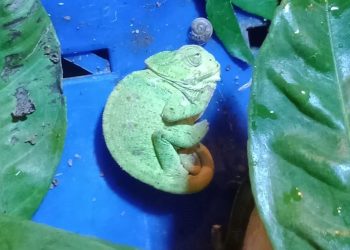 Mandalina kasasında bukalemun buldu