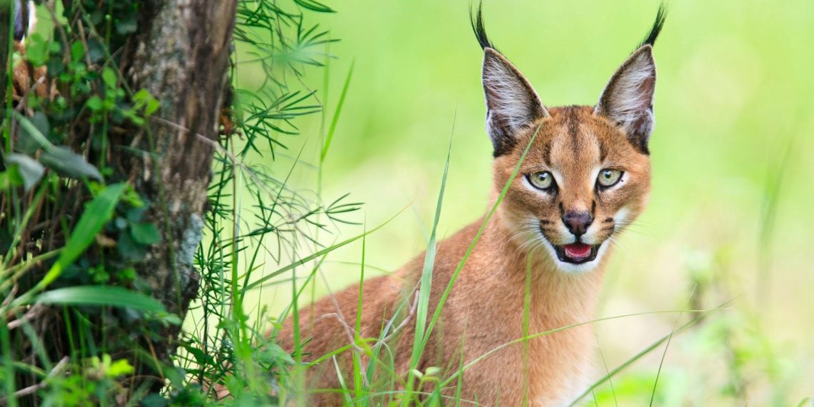Marmaris ve Datça’da karakulaklara ait bilgilendirme tabelaları dikildi