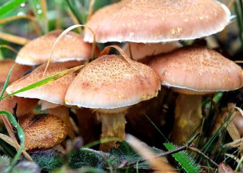 Matardan zehirlenen bayan hayatını kaybetti