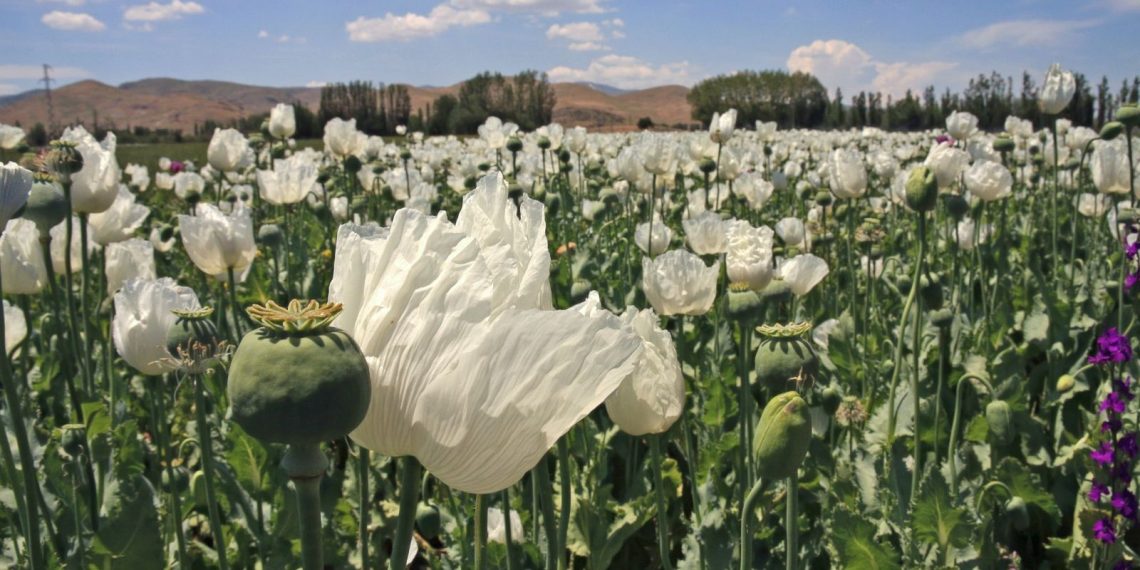 Myanmar, Afganistan’ı geride bırakarak dünyanın bir numaralı afyon üreticisi oldu