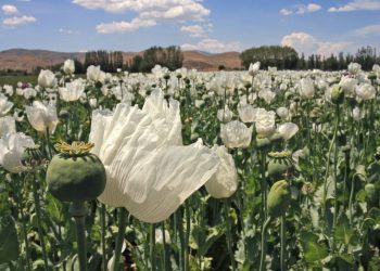 Myanmar, Afganistan’ı geride bırakarak dünyanın bir numaralı afyon üreticisi oldu