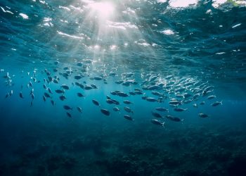 Norveç Arktik Okyanusu’nda derin deniz madenciliği yapacak