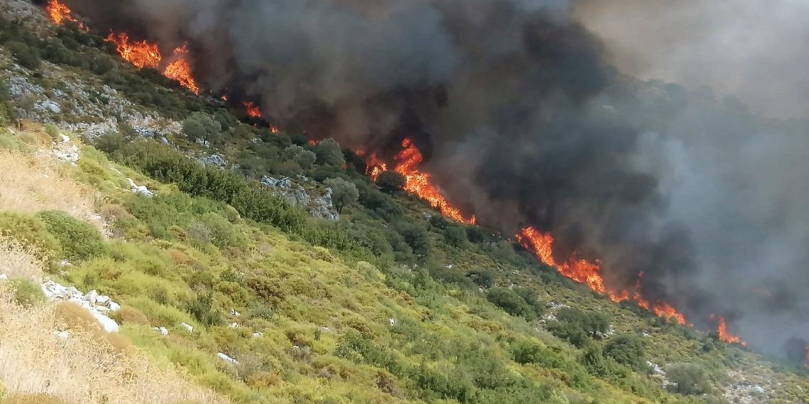 Ordu’da ormanlık alanda yangın