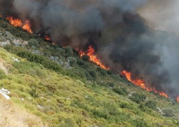 Ordu’da ormanlık alanda yangın