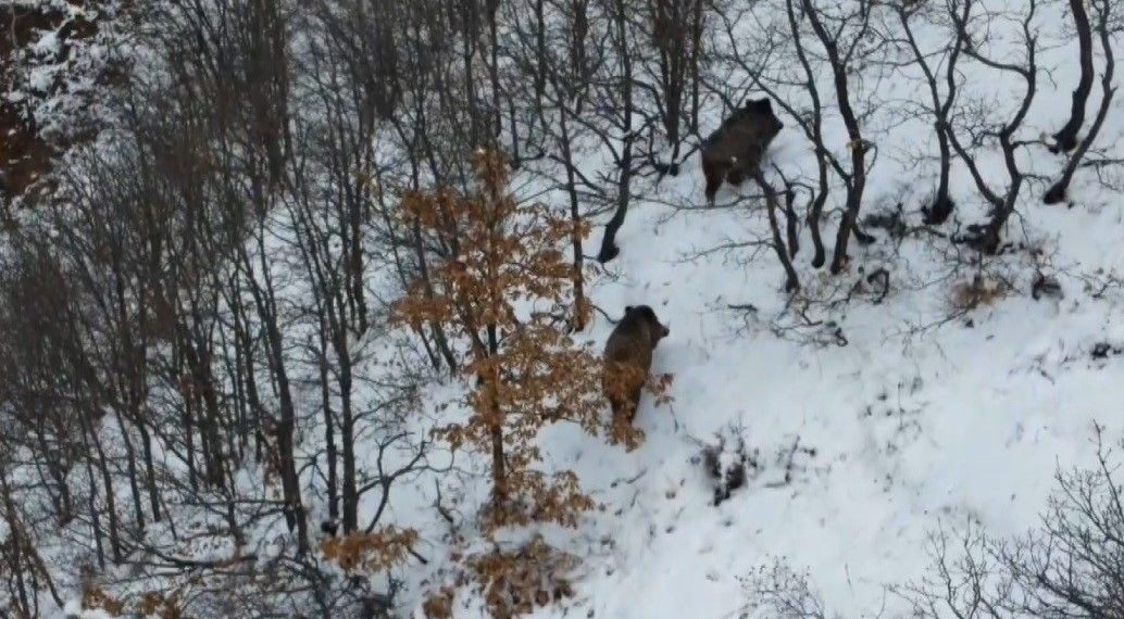 Ormanın karlı toprağında yiyecek arayan 2 domuz dronla görüntülendi