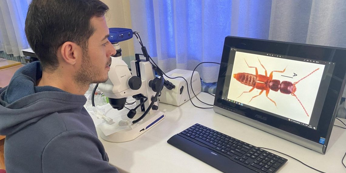 Sivas’ta yeni bir böcek tipi keşfedildi: Medon turcicus