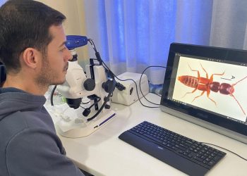 Sivas’ta yeni bir böcek tipi keşfedildi: Medon turcicus