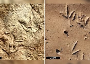 Yeni fosil keşfedildi: Bilinen en eski kuş ayak müsaadeden 60 milyon yıl daha yaşlı