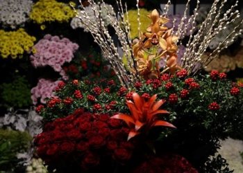 Yılbaşı çiçeği olarak biliniyor: Kokina çiçeğinin manası ve efsanesi