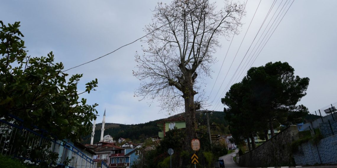 300 yıllık ağacın dikkat çeken kıssası
