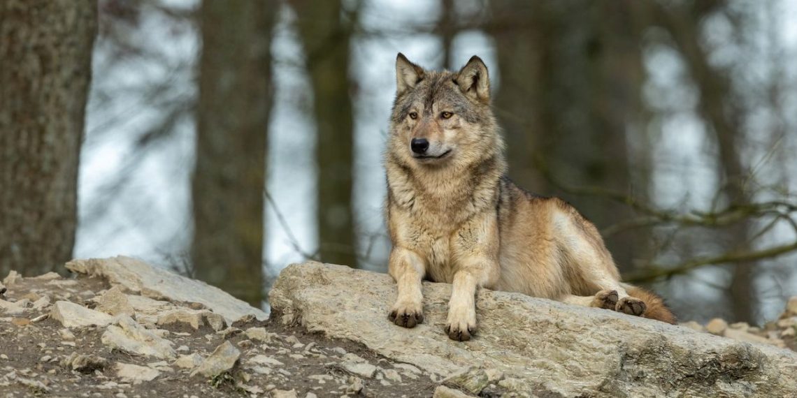 AB kurt avının önünü açıyor