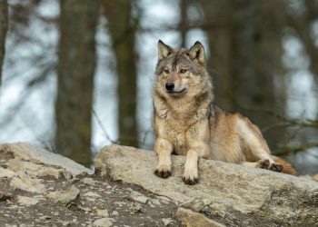 AB kurt avının önünü açıyor