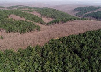 Ağaç keserken uçurumdan düşüp öldü