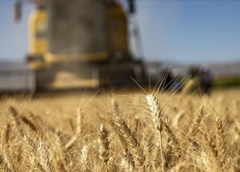 Aralık ayı ziraî destekleme ödemeleri ne vakit yatırılacak? Bakan Yumaklı duyurdu