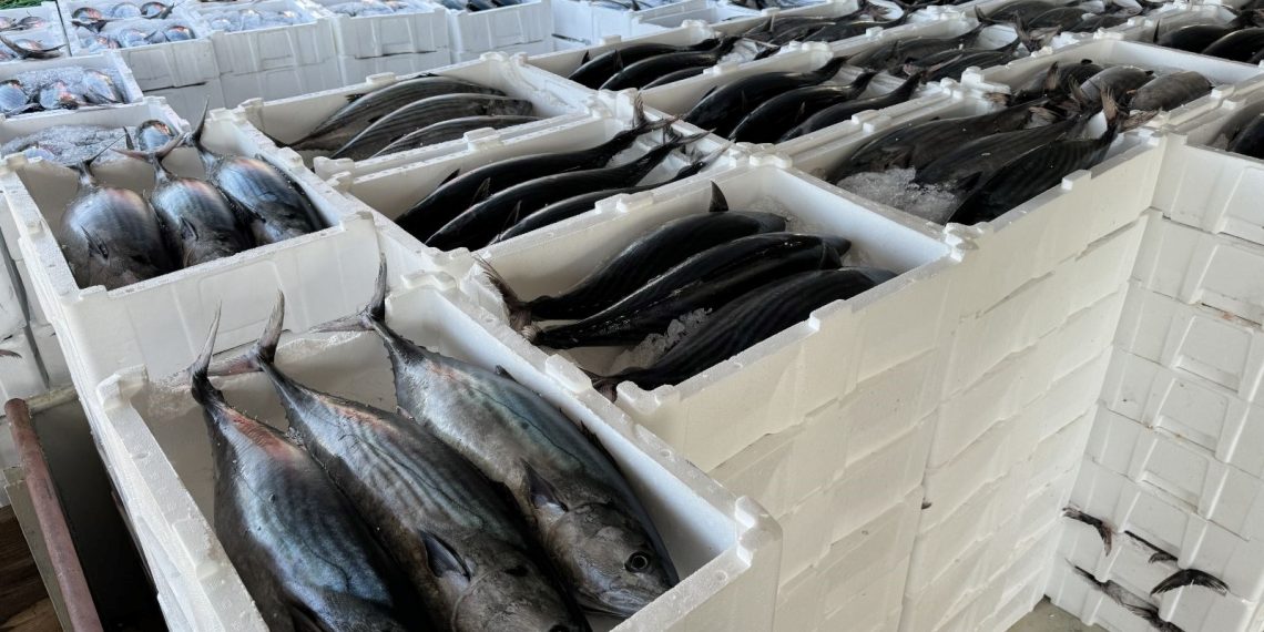 Balıkçıların torik sevinci