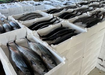 Balıkçıların torik sevinci