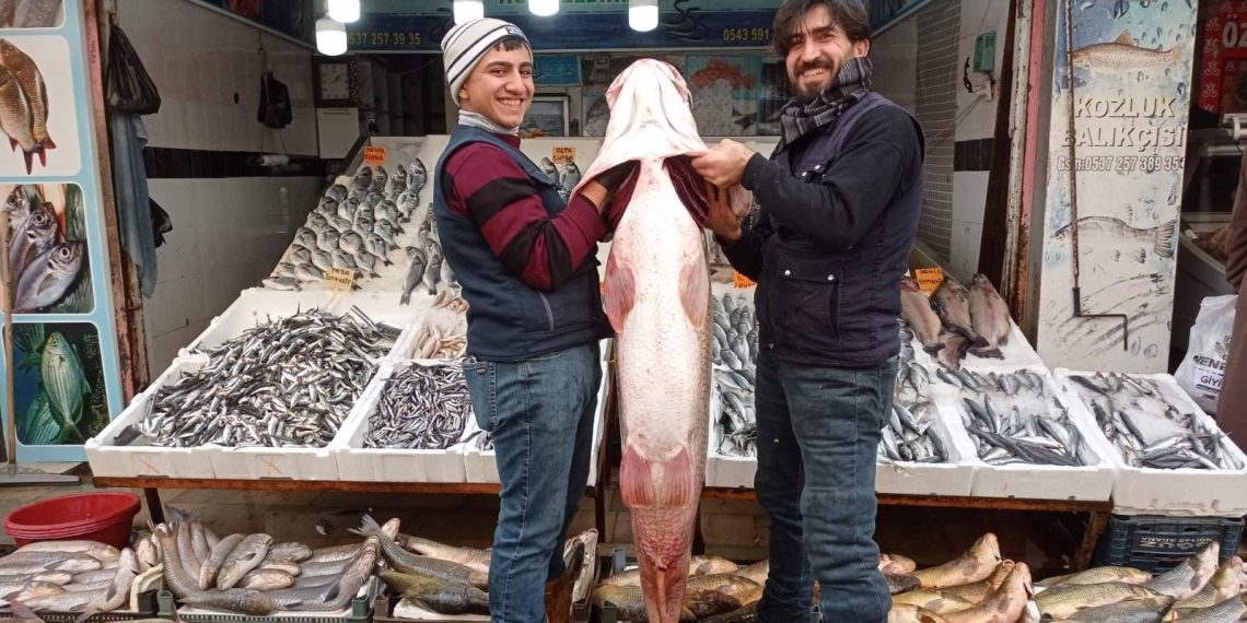 Batman’da balıkçının oltasına takılan balık dana fiyatına satıldı