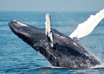 Bilim insanları bir balina ile 20 dakika süren bağlantı kurduklarını açıkladı