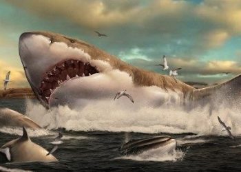 Bilim insanları dünyanın birinci korunmuş Megalodon dişini keşfetti