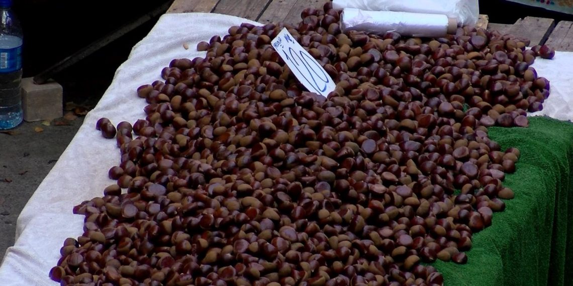 Çin kestanesi nedir, nasıl ayırt edilir, ziyanları neler?