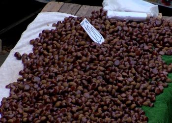 Çin kestanesi nedir, nasıl ayırt edilir, ziyanları neler?