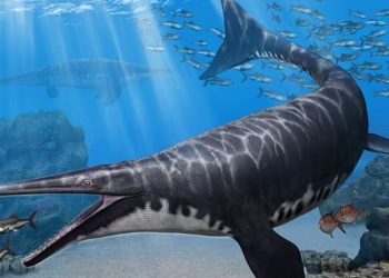 Dev Japon “mavi ejderhası” 72 milyon yıl evvel Pasifik denizlerinde terör estiriyordu