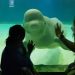 Güney Kore’deki akvaryumda mahpus: Beluga cinsi balinanın hür kalması için gayret devam ediyor