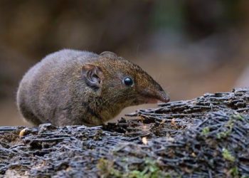 Güneydoğu Asya’da 5 yeni yumuşak tüylü kirpi çeşidi keşfedildi